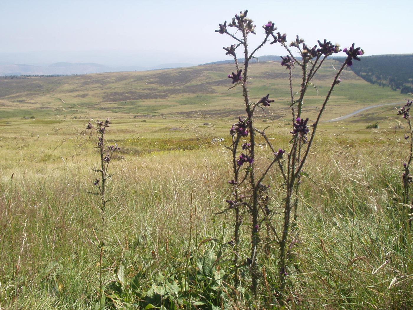 Thistle, Marsh plant